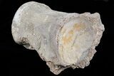 Mosasaur (Platecarpus) Dorsal Vertebra - Kansas #73700-3